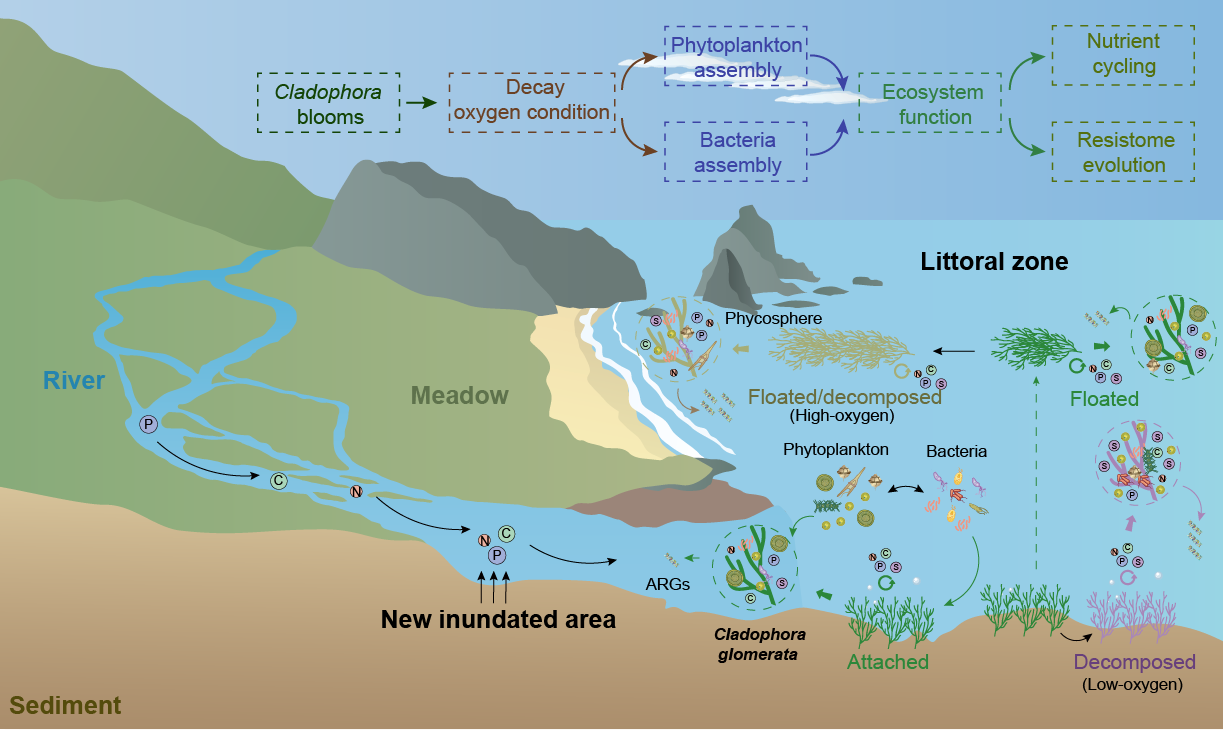 利来国际净水揭示刚毛藻驱动其附生群落演化及青海湖湖滨带抗性组的进化